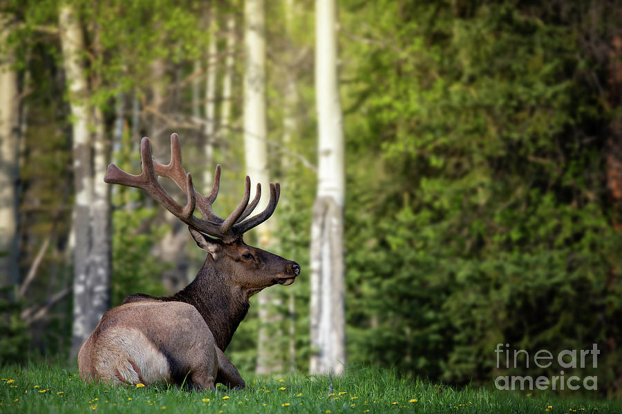 Relaxing Bull Elk Photograph by Terri Cage