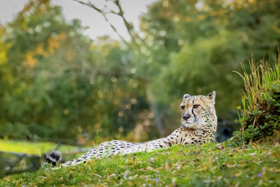 Relaxing Cheetah Photograph by David Fountain