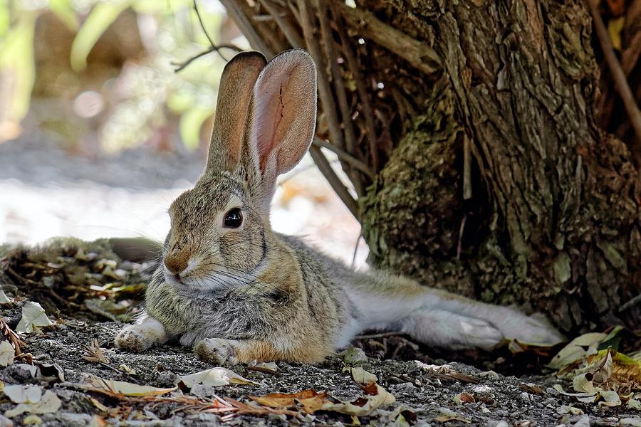 Relaxing Cottontail Photograph by KJ Swan