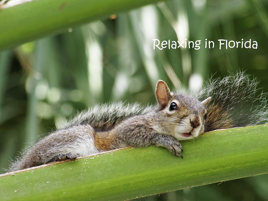Relaxing in Florida Squirrel Photograph by Jill Nightingale