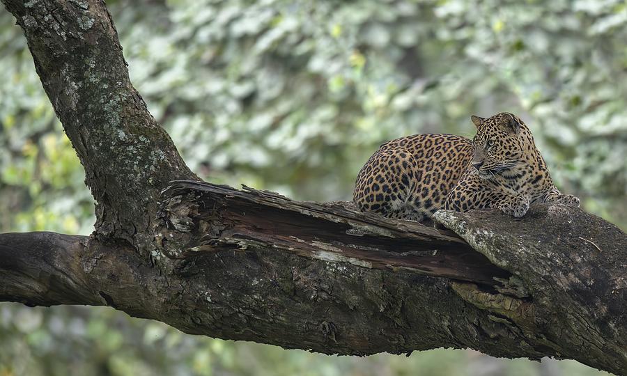 Relaxing Indian Leopard Photograph by Puttaswamy Ravishankar
