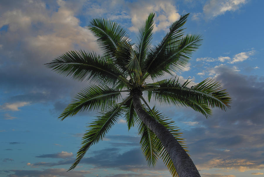 Relaxing Island Palm Photograph