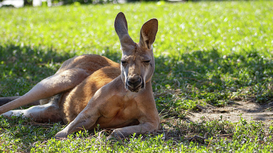 Relaxing Kangaroo Photograph by Aikman Wildlife - Fine Art America