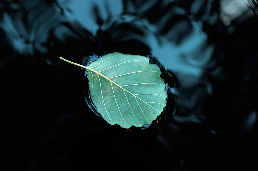 Nature Photograph - Relaxing Leaf on Pond by Angelo DeVal