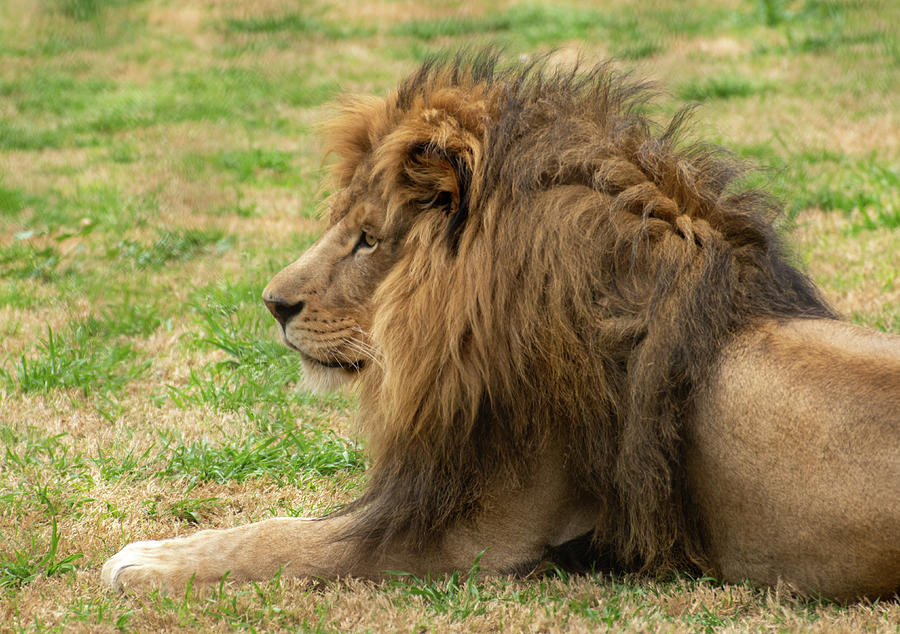Relaxing Lion Photograph