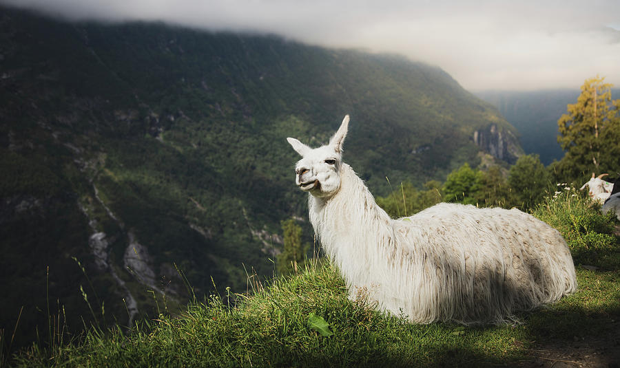 Relaxing Llama in Mountain Landscape Photograph by Nicklas Gustafsson