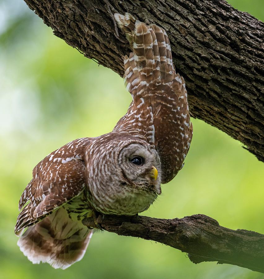 Relaxing Male Barred Owl Photograph by Puttaswamy Ravishankar