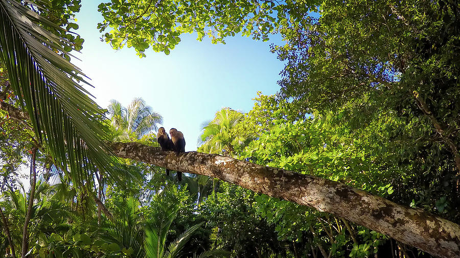 Relaxing Monkey Couple in Tropical Forest Photograph by Nicklas Gustafsson