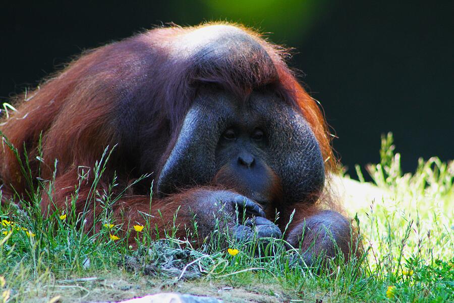 Wildlife Photograph - Relaxing Orangutan by Brittney Powers