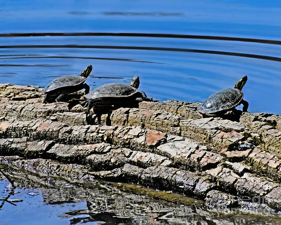 Relaxing Painted Turtles Photograph by Kathy M Krause