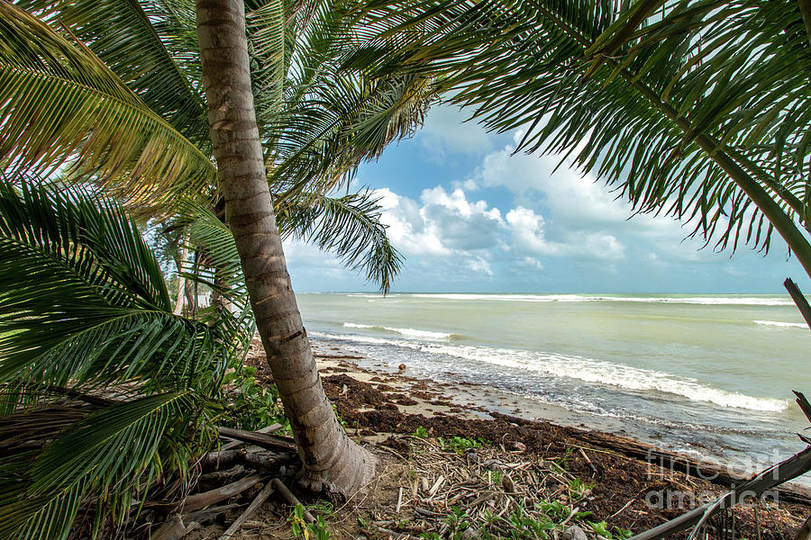 Relaxing Under The Palms, Loiza, Puerto Rico Photograph by Beachtown Views