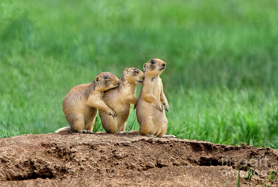 Relaxing Utah Prairie Dogs Cynomys Parvidens Wild Utah Photograph by Dave Welling