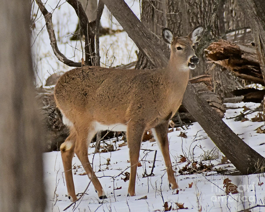 Deer Photograph - Relaxing Winter Walk by Kathy M Krause