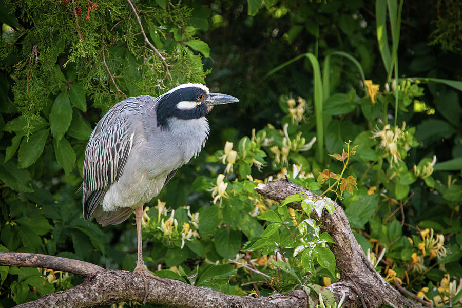 Relaxing Yellow-crowned Night Heron Photograph by Kristia Adams