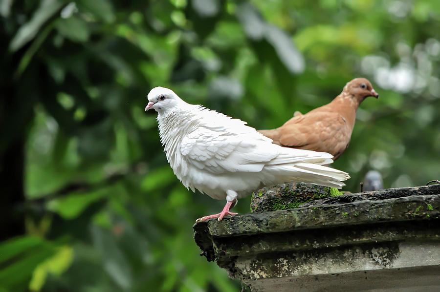Release dove - White Pigeon Photograph by Amazing Action Photo Video