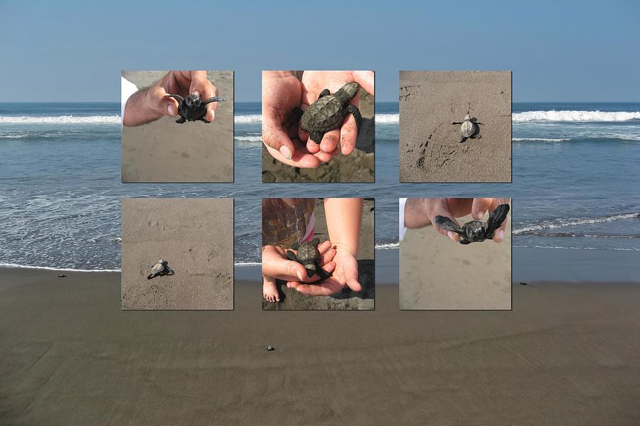 Releasing Baby Turtles into Water - Collage Photograph by Tatiana Travelways