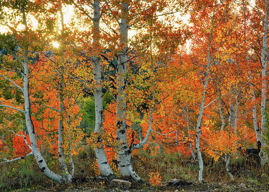 Remarkable Aspen Autumn Color Photograph by Leland D Howard