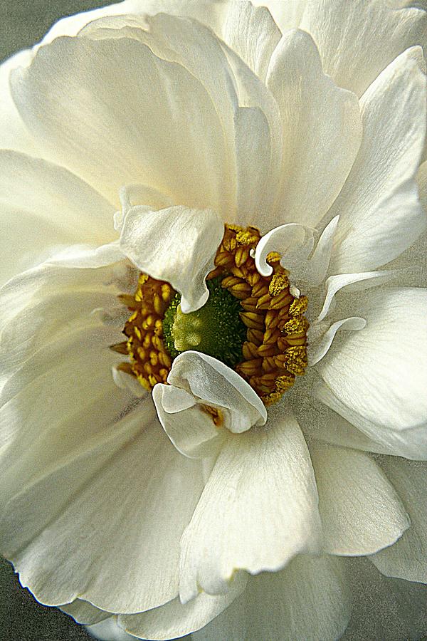 Ranunculus Flower Photograph - Remarkable Ranunculus Series 2 No 3 by CJ Anderson