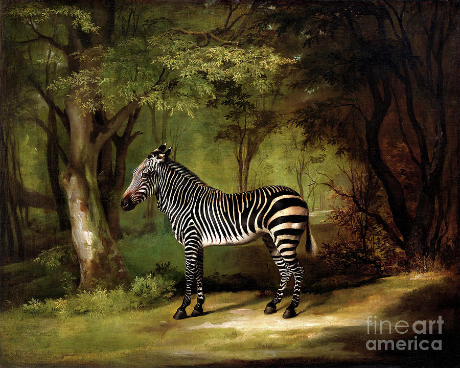 Remastered Art Zebra by George Stubbs 20220414 Painting by George Stubbs