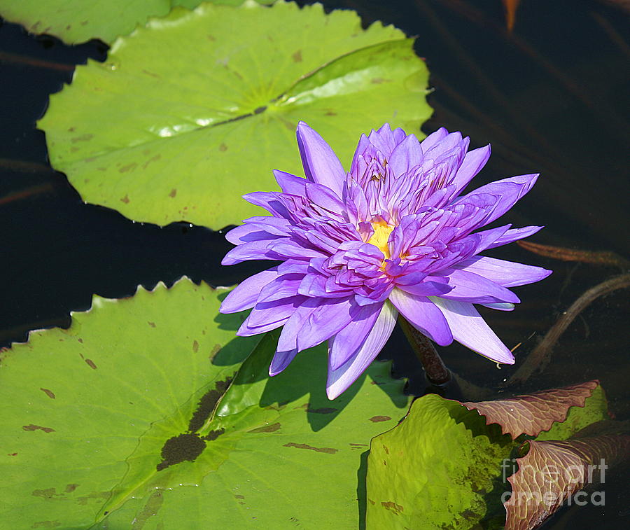 Remember the Lotus Flower Photograph by Dora Sofia Caputo