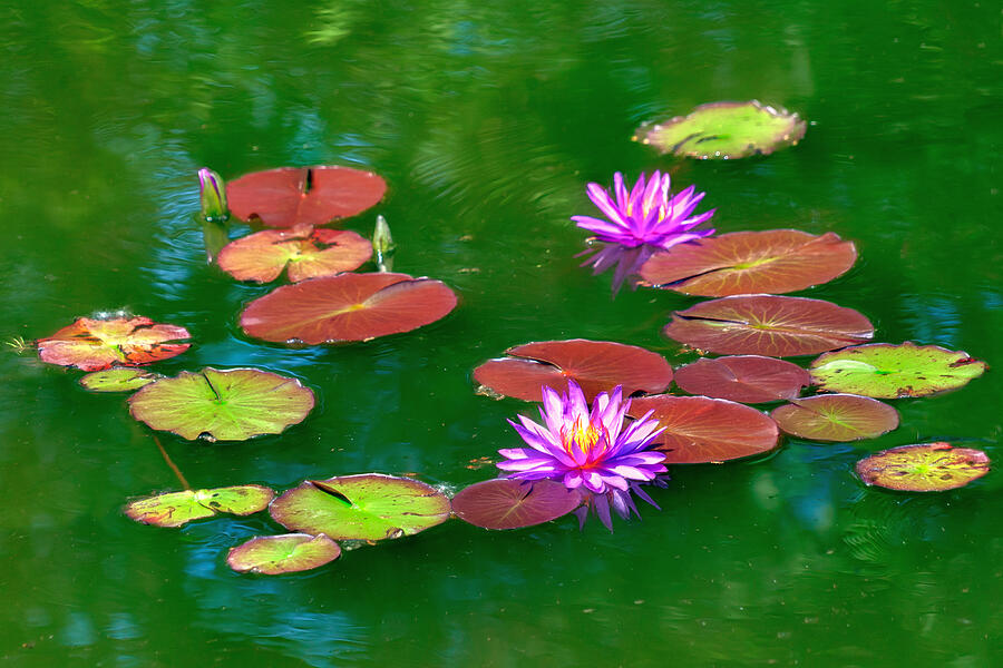 Remembering Monet - Water Lilies Photograph by Nikolyn McDonald