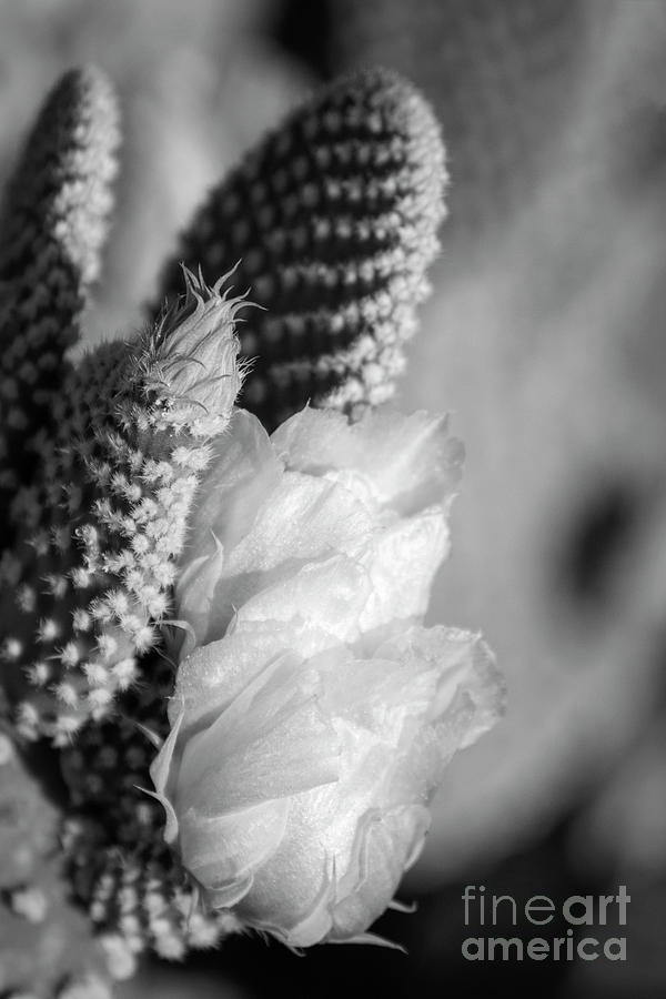 Remembering the Desert BW Photograph by Elisabeth Lucas - Fine Art America