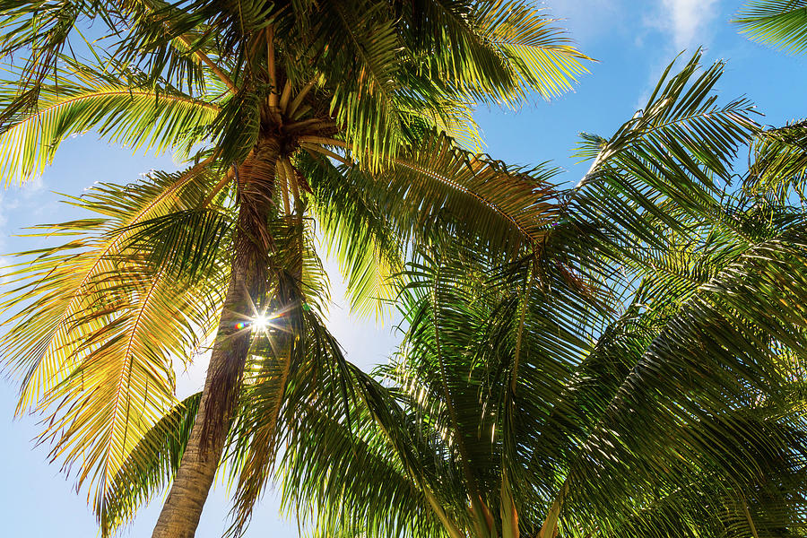 Palm Trees Photograph - Reminiscent of a Tropical Paradise by James BO Insogna