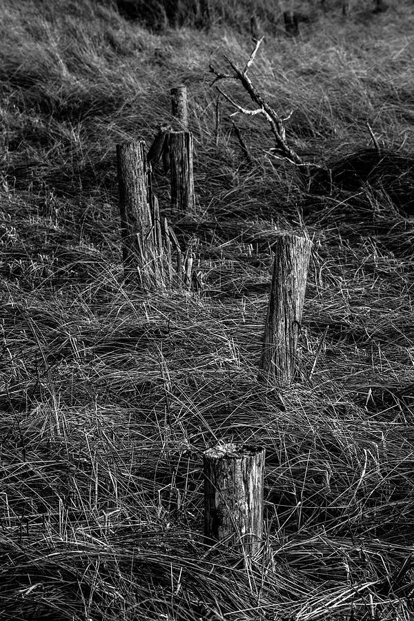 Remnants In Grass Photograph by Irwin Barrett