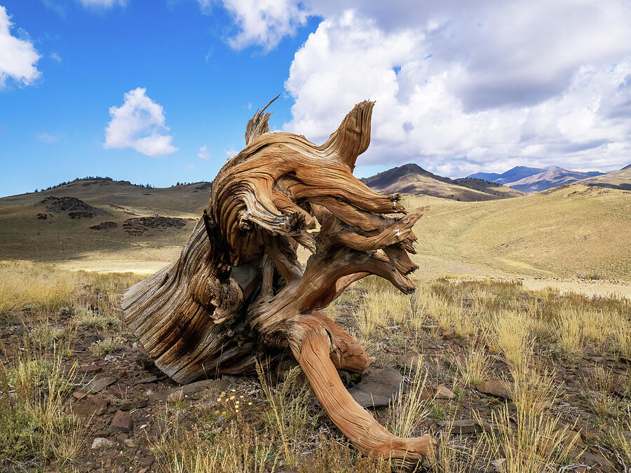 The Remnants of a Bristlecone Pine  Photograph by Joe Schofield