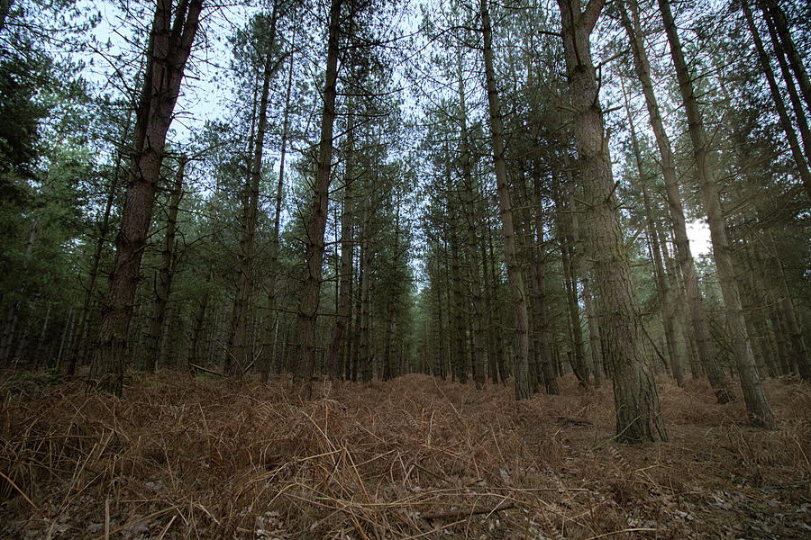 Rendlesham Forest Photograph
