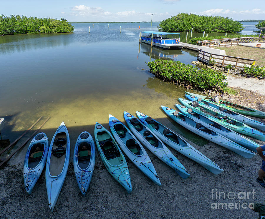 Rental kayaks are lined up at the Tarpon Bay area of Ding Darlin Photograph by William Kuta