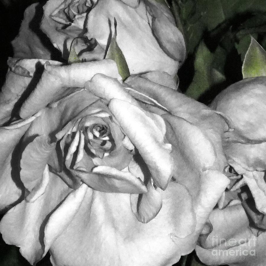 Repose Grey Roses Sq Photograph