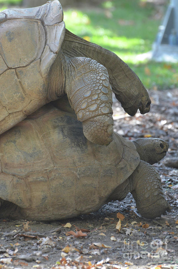 Reproducing Pair of Giant Tortoises in the Wild Photograph by DejaVu ...