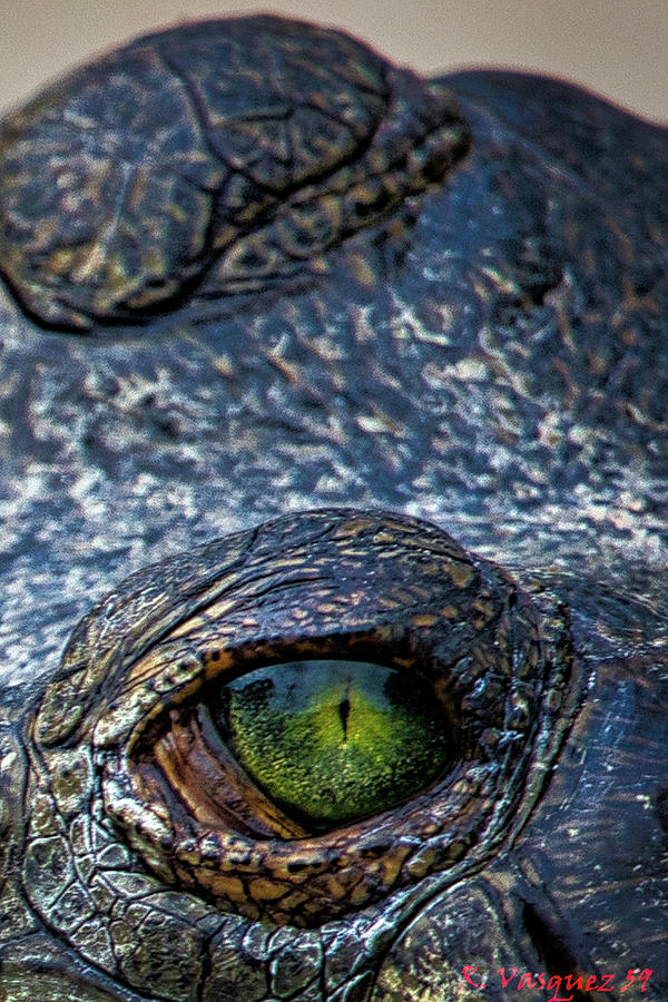 Reptile Eyes Photograph by Rene Vasquez