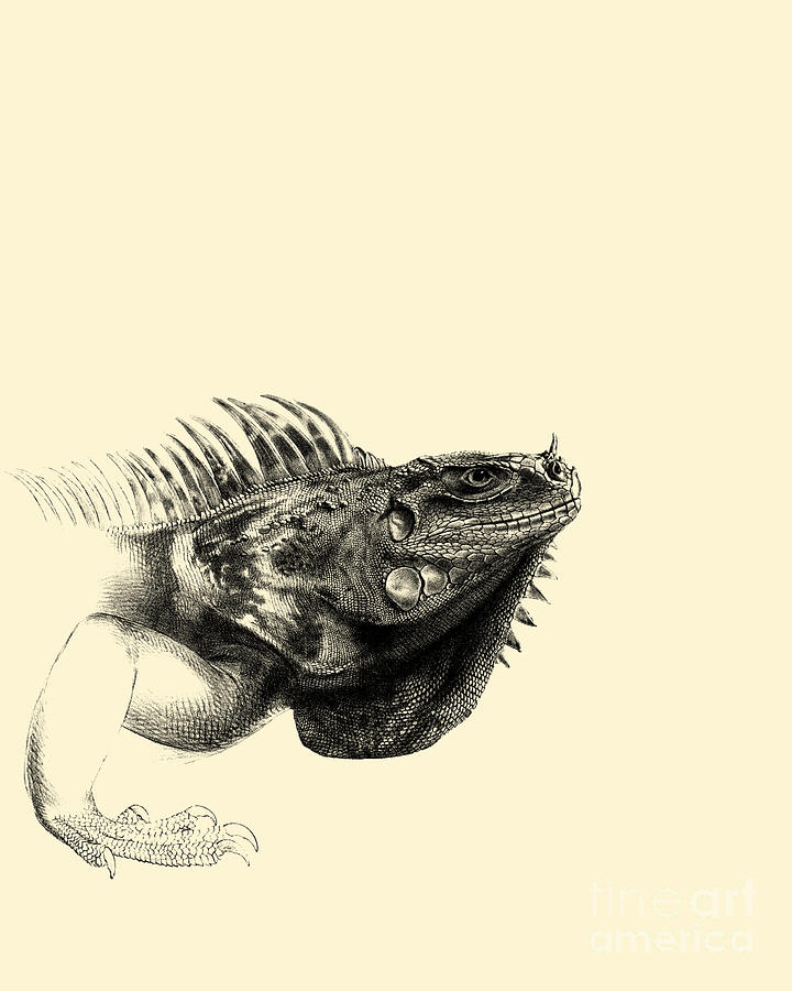Wildlife Digital Art - Reptile Sketch by Madame Memento