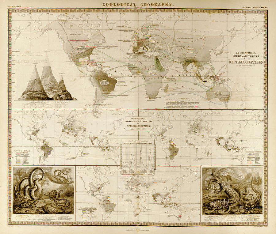 Map Drawing - Reptiles Serpents Ophidia of the World by Vintage Maps