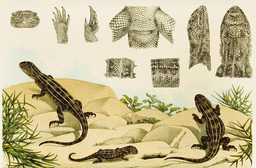 Avatar Drawing - Reptiles VII  by Frederick Mc Coy Irish