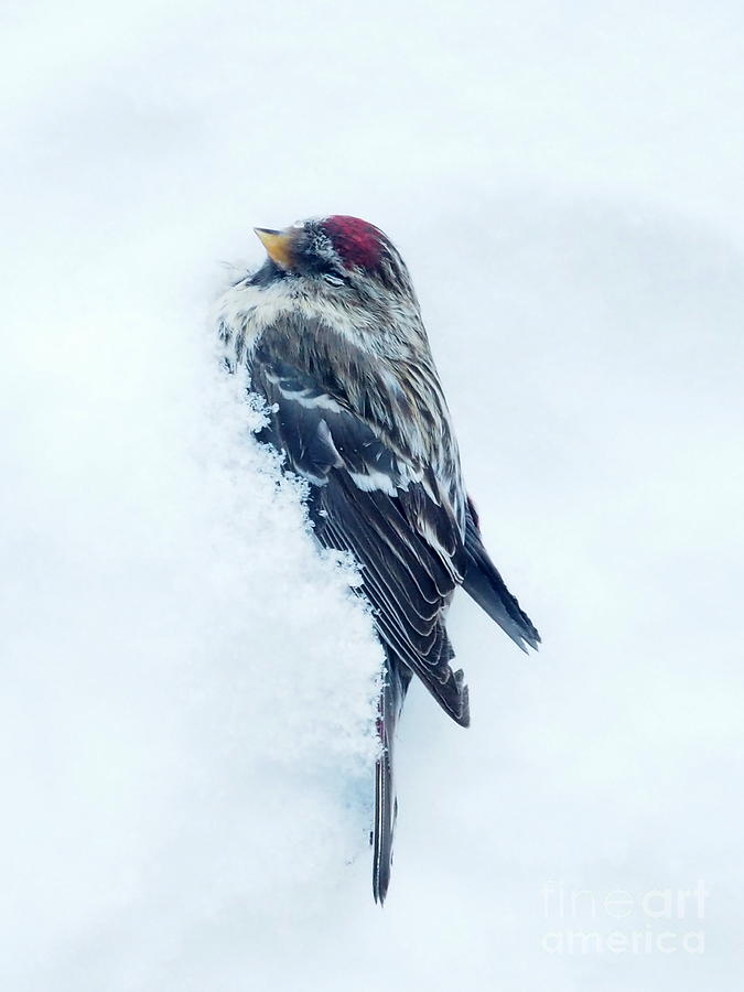 Requiem for a Redpoll Photograph by A K Dayton