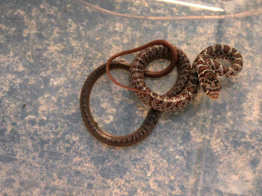 Rescued Little Snake Photograph