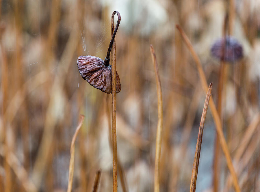 Residual lotus  Photograph by Jason KS Leung