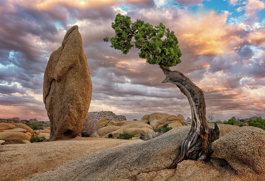 Resilient - Joshua Tree National Park Photograph by Stephen Stookey