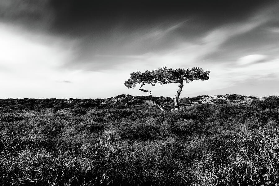 Resilient Solitude Photograph by John Wright Resilient Solitude Photograph by John Wright