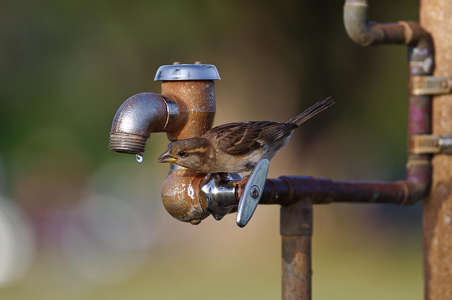 Resourceful sparrow Photograph by Sherri Damlo, Damlo Shots, Damlo Does, LLC