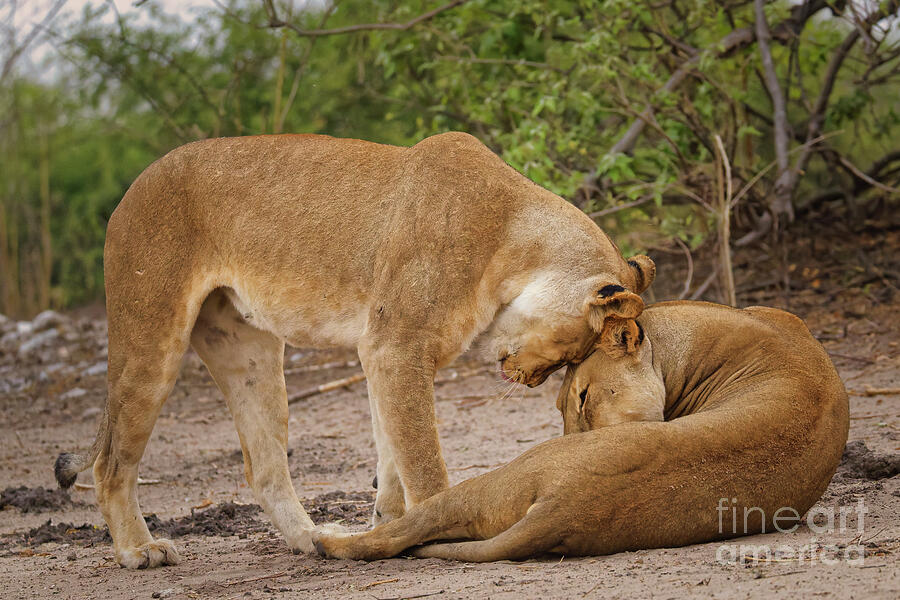 Affectionate Lions in the Wild Photograph - Respect by Natural Focal Point Photography