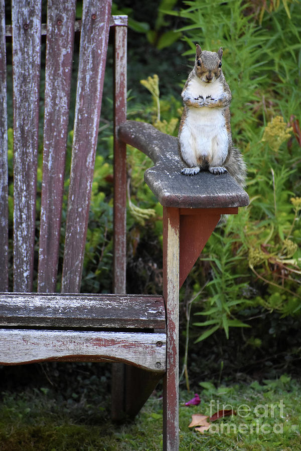 Squirrel Photograph - Respectful Squirrel Pose by Rose De Dan Squirrel Photograph - Respectful Squirrel Pose by Rose De Dan