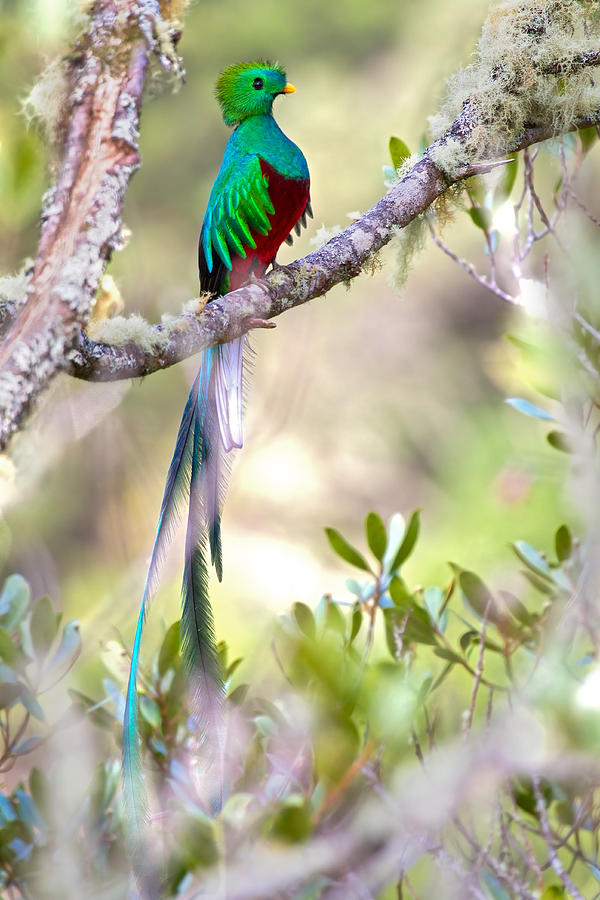 Resplendend Quetzal Photograph by Christopher Jimenez Nature Photo