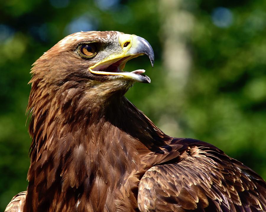 Resplendent Golden Eagle Photograph