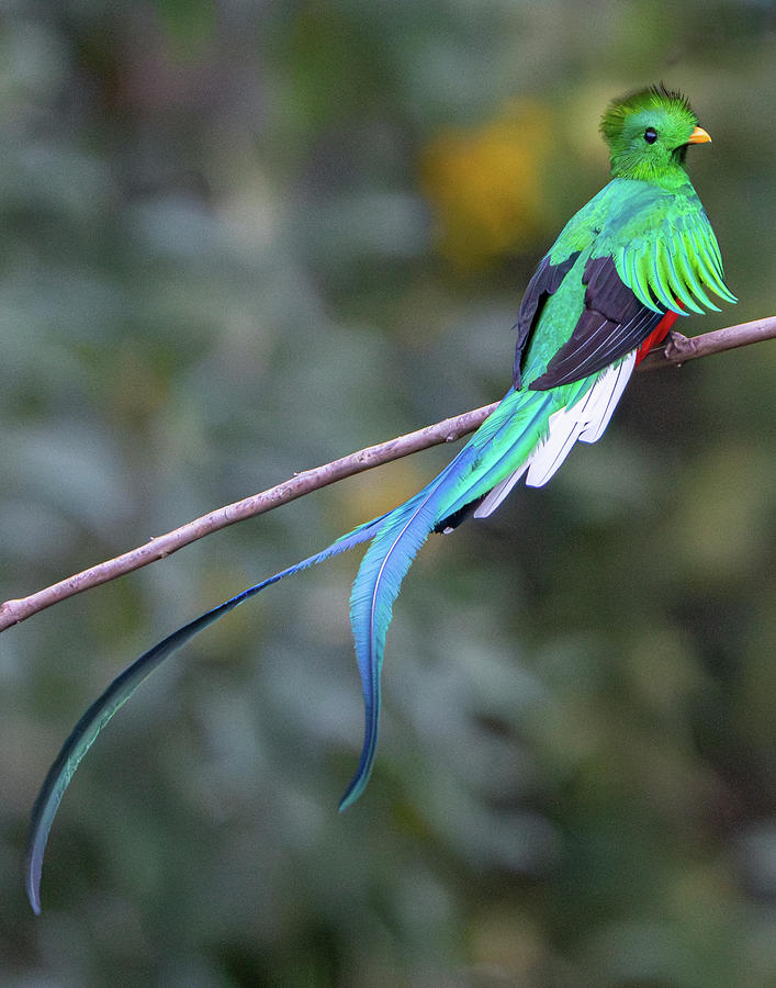 Resplendent Quetzal 2 Photograph by Mary Catherine Miguez