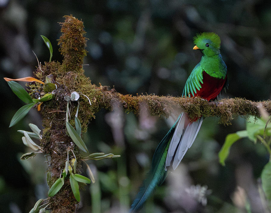 Resplendent Quetzal 3 Photograph by Mary Catherine Miguez