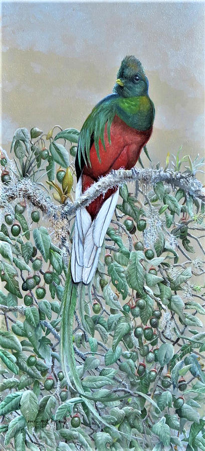Resplendent Quetzal  Painting by Barry Kent MacKay